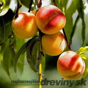 Broskyňa HARNAS, výška 180/200 cm, už rodiaca, v črepníku podpník Alycza Prunus persica Harnas