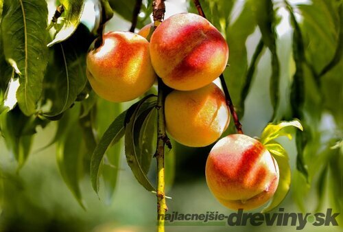 Broskyňa HARNAS, výška 180/200 cm, už rodiaca, v črepníku podpník Alycza Prunus persica Harnas