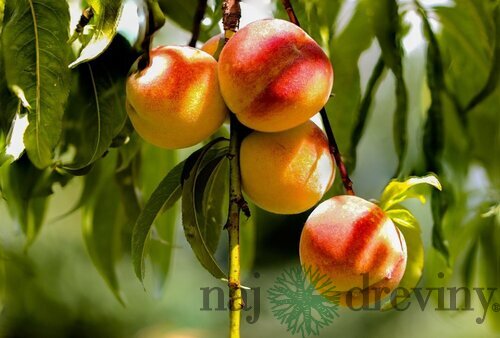 Broskyňa HARNAS, výška 180/200 cm, už rodiaca, v črepníku podpník Alycza Prunus persica Harnas