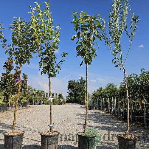 Broskyňa Independence výška 200/250 cm obvod 8/10 cm, už rodiaca v črepníku, podpník Alycza Prunus persica