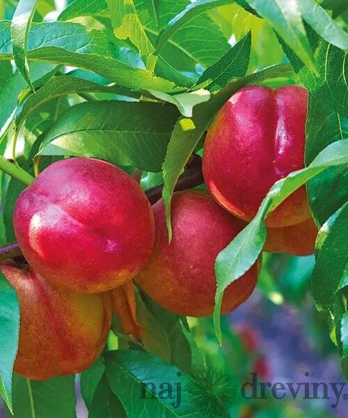 Broskyňa Independence výška 200/250 cm obvod 8/10 cm, už rodiaca v črepníku, podpník Alycza Prunus persica