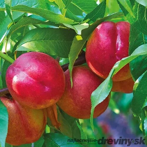 Broskyňa Independence výška 200/250 cm obvod 8/10 cm, už rodiaca v črepníku, podpník Alycza Prunus persica