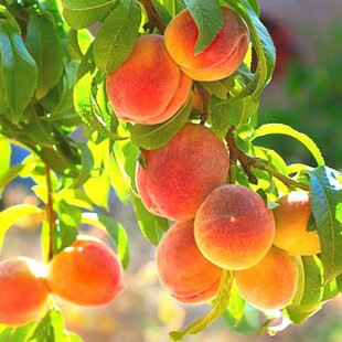 Broskyňa Redhaven 1-ročná, voľnokorenená Prunus persica Redhaven