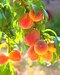 Broskyňa Redhaven 1-ročná, voľnokorenená Prunus persica Redhaven