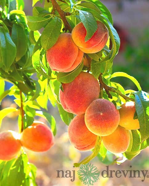 Broskyňa Redhaven 1-ročná, voľnokorenená Prunus persica Redhaven