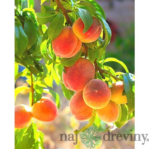 Broskyňa Redhaven 1-ročná, voľnokorenená Prunus persica Redhaven