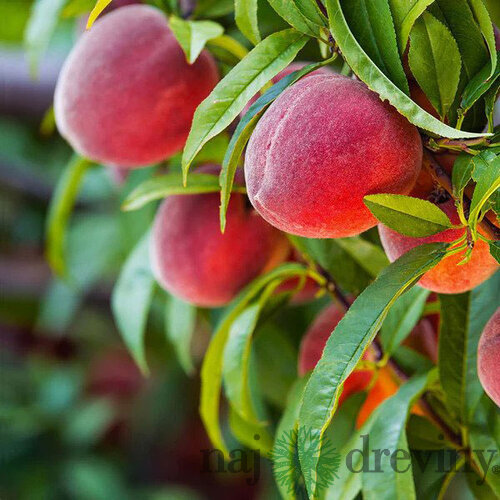 Broskyňa REDHAVEN, stredne skorá, výška 140/180 cm, voľnokorenná, podpník broskyňa Rakonievická Prunus persica REDHAVEN