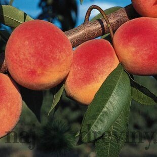 Broskyňa Redhaven, výška 150/180 cm, v črepníku, podpník Alycza Prunus persica Redhaven