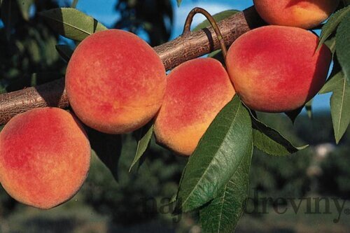 Broskyňa Redhaven, výška 150/180 cm, v črepníku, podpník Alycza Prunus persica Redhaven