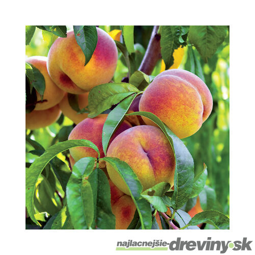 Broskyňa Redhaven výška 200/250 cm obvod 8/10 cm, už rodiaca v črepníku, podpník Alycza Prunus Persica Redhaven