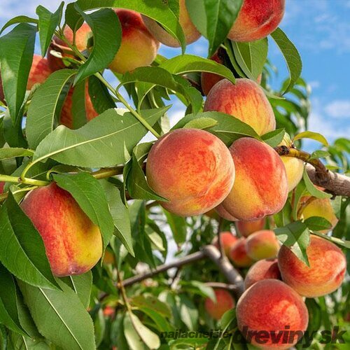 Broskyňa Reliance v črepníku, výška 150/180 cm, podpník Alycza Prunus persica Reliance