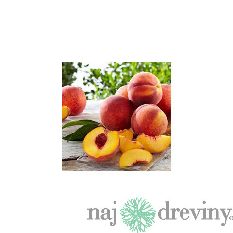 Broskyňa Royalvee, výška 140/180 cm, 1-ročná, podpník broskyňa Rakoniewicka, voľnokorenná Prunus persica Royalvee