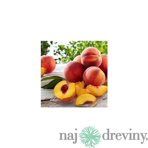 Broskyňa Royalvee, výška 140/180 cm, 1-ročná, podpník broskyňa Rakoniewicka, voľnokorenná Prunus persica Royalvee