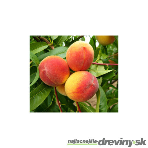 Broskyňa skorá  HARNAS už rodiaca, výška 250+ cm, v črepníku 15l, podpník Alycza Prunus persica Harnas