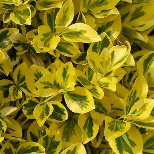 Bršlen Aureomarginata 15/20 cm, v črepníku Euonymus japonicus Aureomarginata