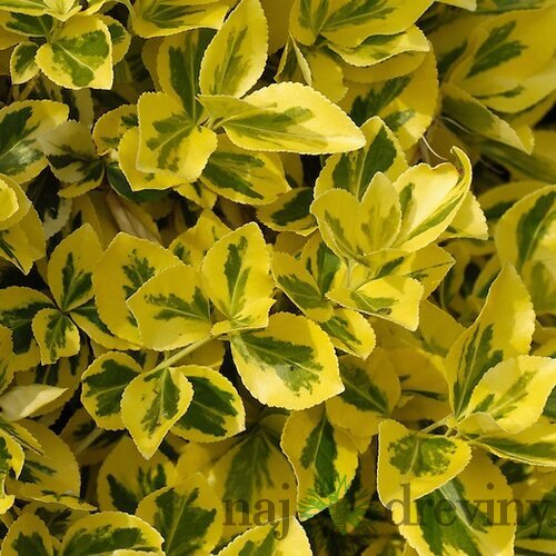 Bršlen Aureomarginata 15/20 cm, v črepníku Euonymus japonicus Aureomarginata