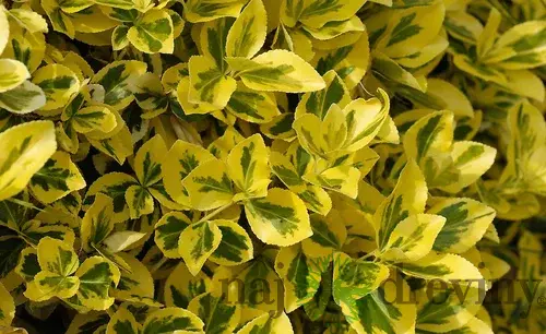 Bršlen Aureomarginata 15/20 cm, v črepníku Euonymus japonicus Aureomarginata