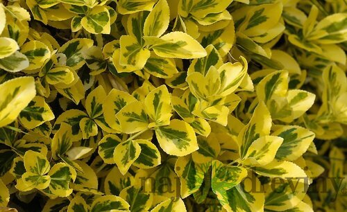 Bršlen Aureomarginata 15/20 cm, v črepníku Euonymus japonicus Aureomarginata