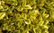 Bršlen Aureomarginata 15/20 cm, v črepníku Euonymus japonicus Aureomarginata