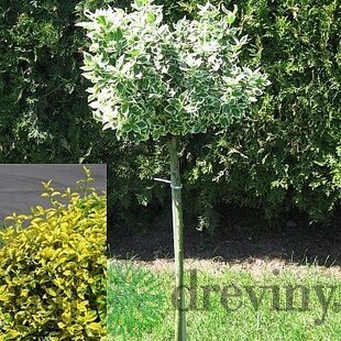 Bršlen Fortuneov Canadale Gold na kmienku, výška 100/120 cm, v črepníku Euonymus Fortunei Emerald Gold