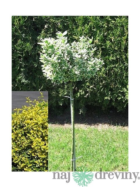 Bršlen Fortuneov Canadale Gold na kmienku, výška 100/120 cm, v črepníku Euonymus Fortunei Emerald Gold