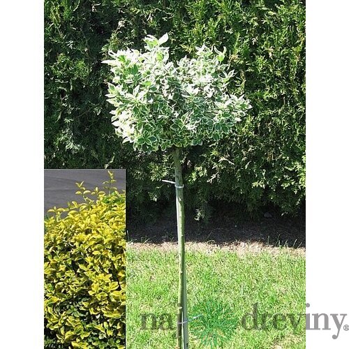 Bršlen Fortuneov Canadale Gold na kmienku, výška 100/120 cm, v črepníku Euonymus Fortunei Emerald Gold