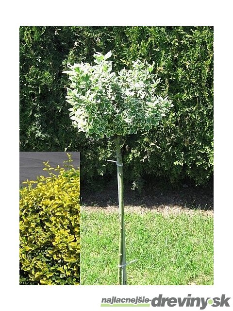 Bršlen Fortuneov Canadale Gold na kmienku, výška 100/120 cm, v črepníku Euonymus Fortunei Emerald Gold