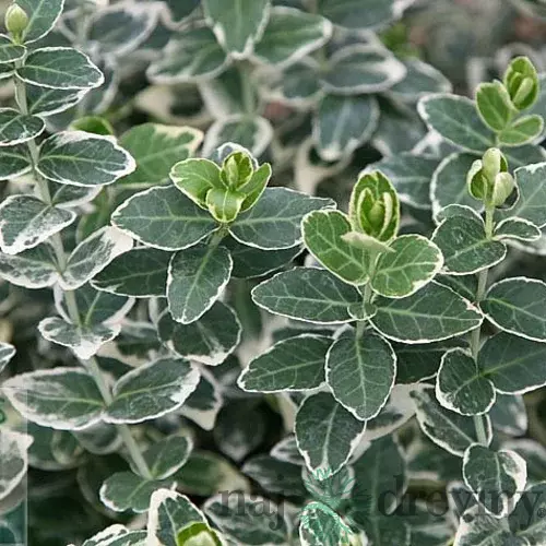 Bršlen fortuneov Emerald Gaiety, v črepníku 10/20 cm Euonymus fortunei Emerald Gaiety
