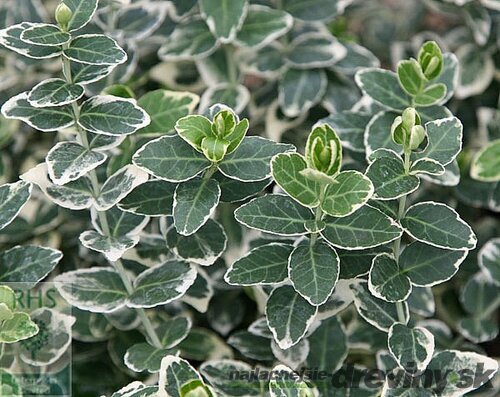 Bršlen fortuneov Emerald Gaiety, v črepníku 10/20 cm Euonymus fortunei Emerald Gaiety