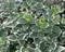 Bršlen fortuneov Emerald Gaiety, v črepníku 10/20 cm Euonymus fortunei Emerald Gaiety
