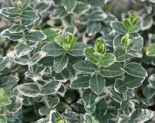 Bršlen fortuneov Emerald Gaiety, v črepníku 10/20 cm Euonymus fortunei Emerald Gaiety