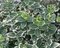 Bršlen fortuneov Emerald Gaiety, v črepníku 10/20 cm Euonymus fortunei Emerald Gaiety