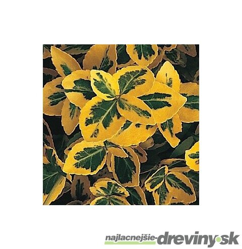 Bršlen fortuneov Emerald n Gold, výška 20/40 cm, v črepníku Euonymus fortunei Emerald n Gold