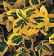 Bršlen fortuneov Emerald n Gold, výška 20/40 cm, v črepníku Euonymus fortunei Emerald n Gold