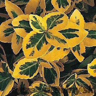 Bršlen fortuneov Emerald n Gold, výška 20/40 cm, v črepníku Euonymus fortunei Emerald n Gold
