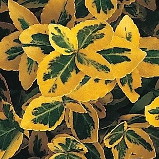 Bršlen fortuneov Emerald n Gold, výška 20/40 cm, v črepníku Euonymus fortunei Emerald n Gold