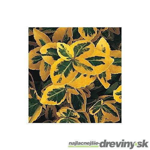 Bršlen fortuneov Emerald n Gold, výška 20/40 cm, v črepníku Euonymus fortunei Emerald n Gold