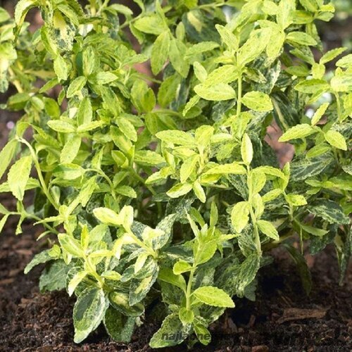Bršlen Fortuneov Golden Harlequin, 10/15 cm, v črepníku Euonymus fortunei Golden Harlequin