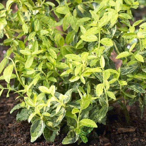 Bršlen Fortuneov Golden Harlequin, 10/15 cm, v črepníku Euonymus fortunei Golden Harlequin