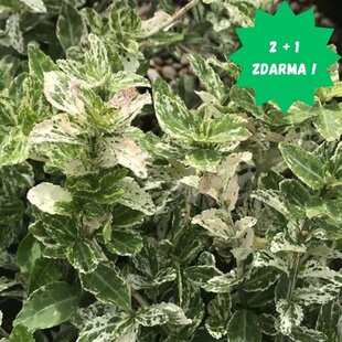 Bršlen Fortuneov Harlequin, v črepníku Euonymus fortunei Harlequin