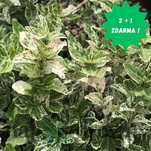 Bršlen Fortuneov Harlequin, v črepníku Euonymus fortunei Harlequin