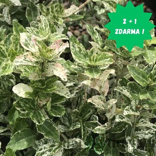 Bršlen Fortuneov Harlequin, v črepníku Euonymus fortunei Harlequin