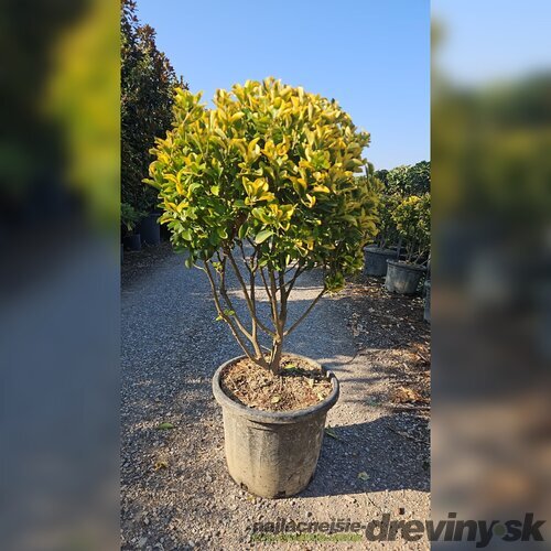 Bršlen japonský Aureomarginato, Mushroom-multikmeň 80/100 cm   v črepníku 25l Euonymus Japonicus Aureomarginato