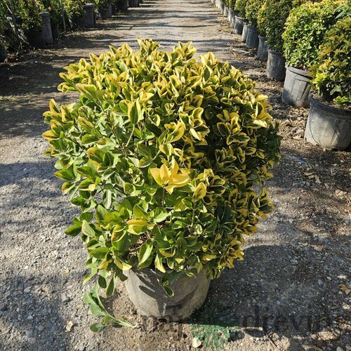 Bršlen japonský Aureomarginato, strihaná guľa 50/60 cm v črepníku 25l Euonymus Japonicus