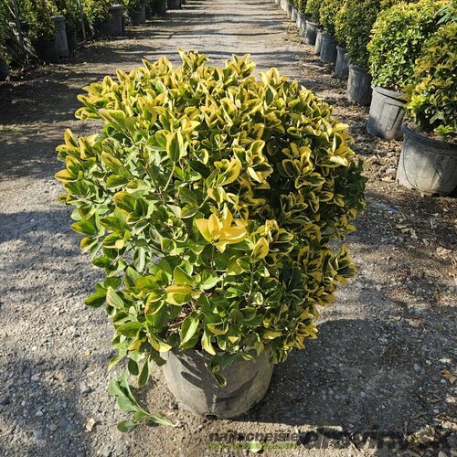 Bršlen japonský Aureomarginato, strihaná guľa 50/60 cm v črepníku 25l Euonymus Japonicus