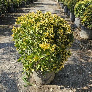 Bršlen japonský Aureomarginato, strihaná guľa 50/60 cm v črepníku 25l Euonymus Japonicus
