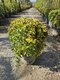 Bršlen japonský Aureomarginato, strihaná guľa 50/60 cm v črepníku 25l Euonymus Japonicus