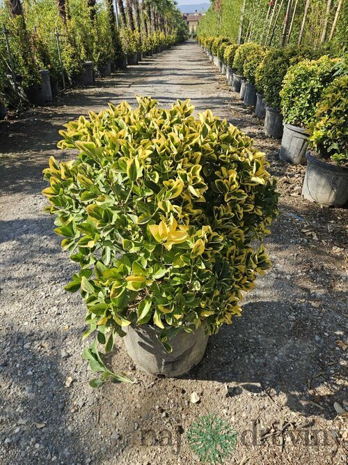 Bršlen japonský Aureomarginato, strihaná guľa 50/60 cm v črepníku 25l Euonymus Japonicus