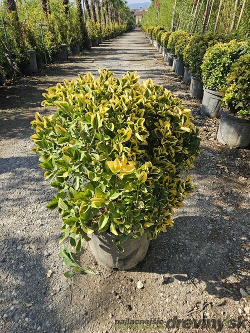 Bršlen japonský Aureomarginato, strihaná guľa 50/60 cm v črepníku 25l Euonymus Japonicus