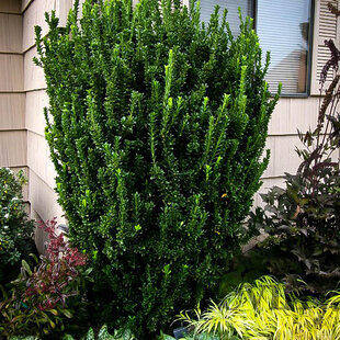 Bršlen Japonský Green Spire 10/20 cm, v kvetináči Euonymus japonicus Green Spire